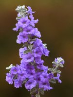 BlueFlower.jpg