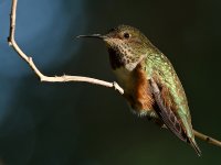 Hummer11.jpg
