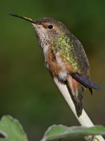 Hummer39.jpg