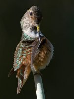 Hummer40.jpg