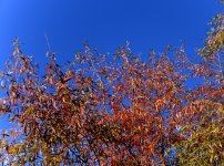 ROY_1067.JPG