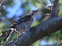 Woodpecker2.jpg