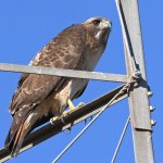 Hawk7.jpg