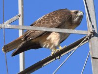 Hawk9.jpg