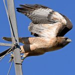 Hawk10.jpg
