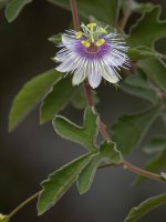 Passiflora.jpg