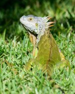 Iguanna-202.jpg
