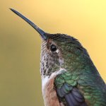 Hummer2.jpg
