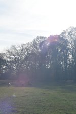 DSC_4762 original jpeg no edit.jpg