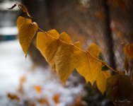 DSC_1907.jpg