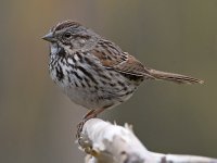 Sparrow3.jpg