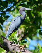 LittleBlue-200.jpg