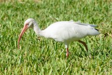 WhiteIbis-206.jpg