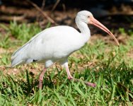 WhiteIbis-205.jpg