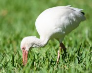 WhiteIbis-202.jpg