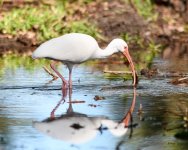 WhiteIbis-201.jpg