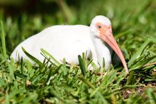 WhiteIbis-200.jpg