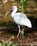 WhiteIbis-203.jpg