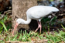 WhiteIbis-204.jpg