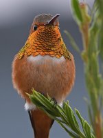 Hummer20.jpg