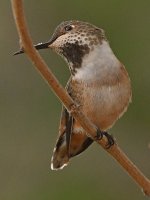 Hummer34.jpg