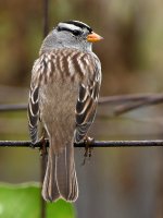 Sparrow.jpg