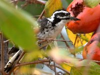 Woodpecker9.jpg