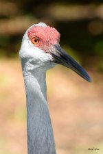 Sandhill-200.jpg
