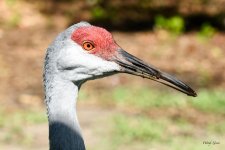 Sandhill-202.jpg