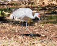 Sandhill-203.jpg