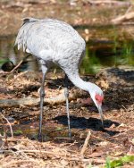 Sandhill-204.jpg