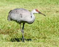 Sandhill-205.jpg