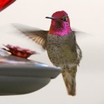 Hummer4.jpg