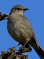 Mockingbird6.jpg
