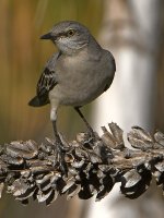 Mockingbird4.jpg