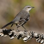 Mockingbird3.jpg