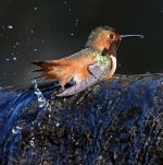 Hummer15.jpg