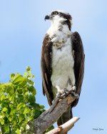 OspreyFla-200.jpg