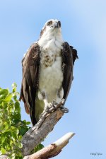 OspreyFla-201.jpg