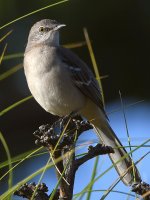 Mockingbird6.jpg
