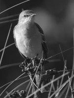 MockingbirdBW.jpg
