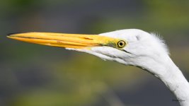 GreatEgret-210.jpg