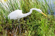 GreatEgret-211.jpg