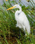 GreatEgret-213.jpg