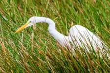 GreatEgret-215.jpg