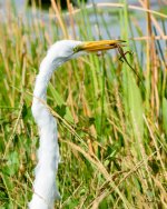 GreatEgret-216.jpg