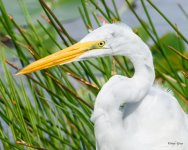 GreatEgret-214.jpg