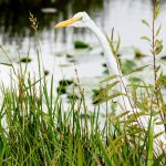 GreatEgret-217.jpg