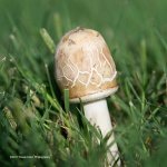 mushroom_5001491.jpg