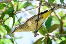 BellsVireo-201.jpg
